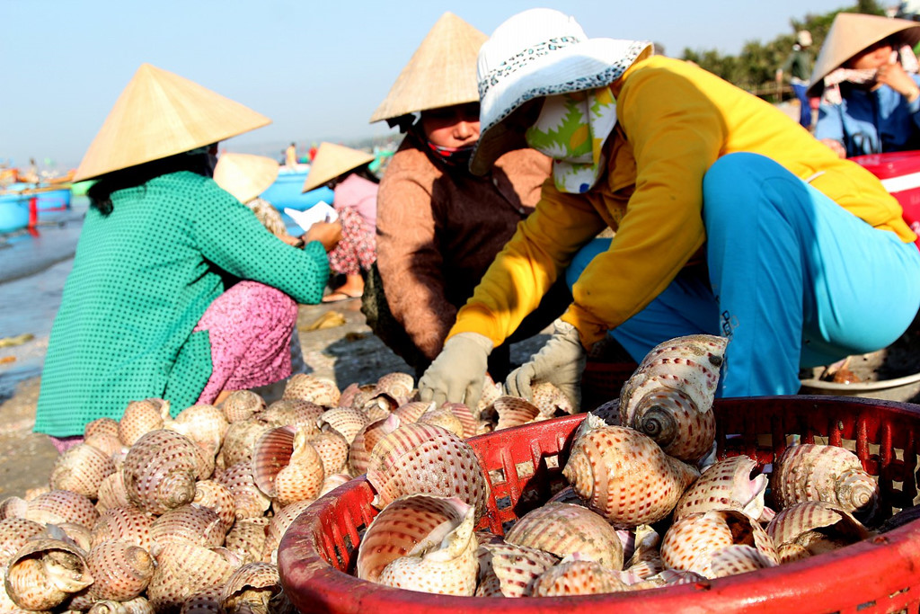 Chợ hải sản Sơn Trà Đà Nẵng có sản phẩm hải sản tươi như thế nào?
